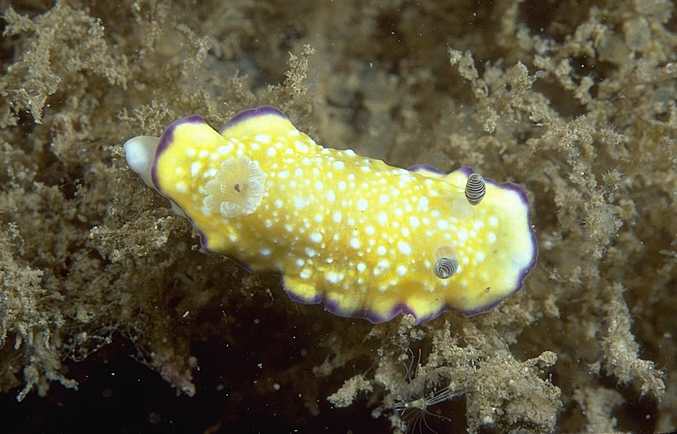 Chromodoris albopustulosa